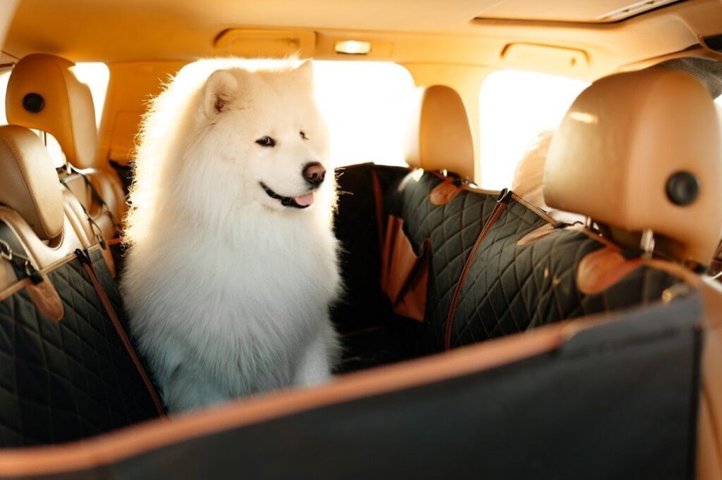 back seat car cover for dogs