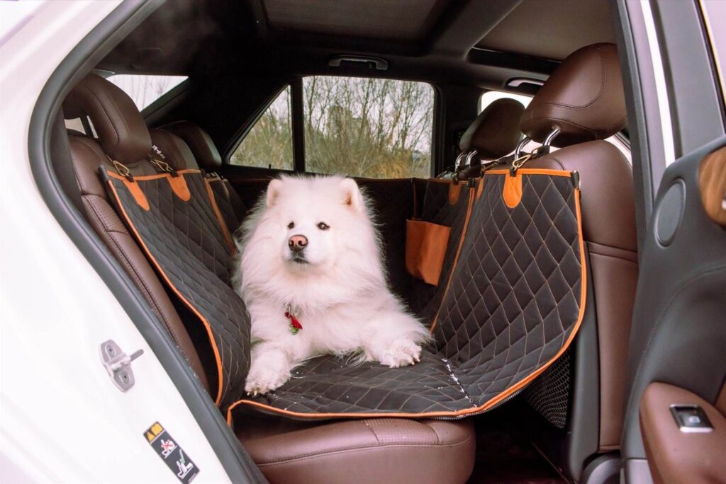 dog car buckle