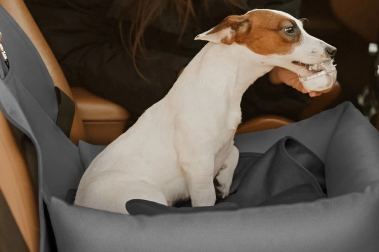 console dog seat