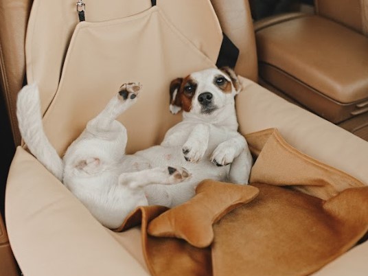 luxury dog car seat